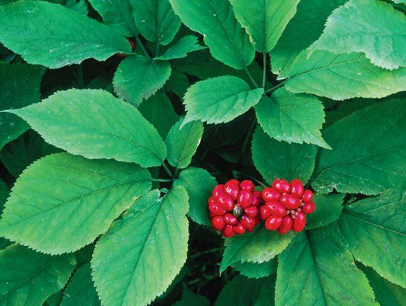 Centurion recommend best of Asian ginseng and american ginseng