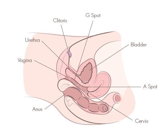 Bullseye reccomend Female orgasm squirt science