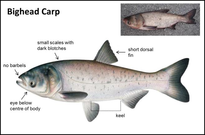 Asian carp information