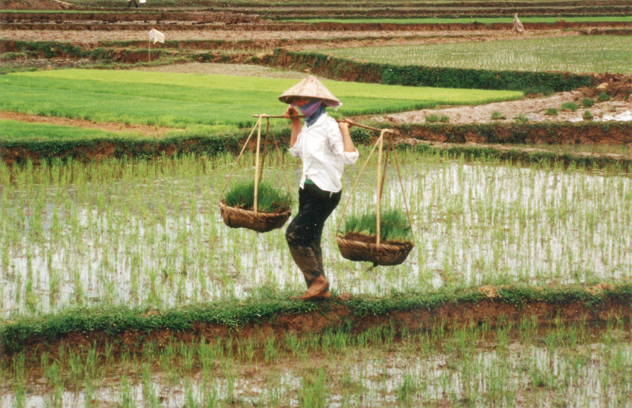 Lapis L. reccomend Asian rice farmer