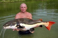 Asian red tailed catfish