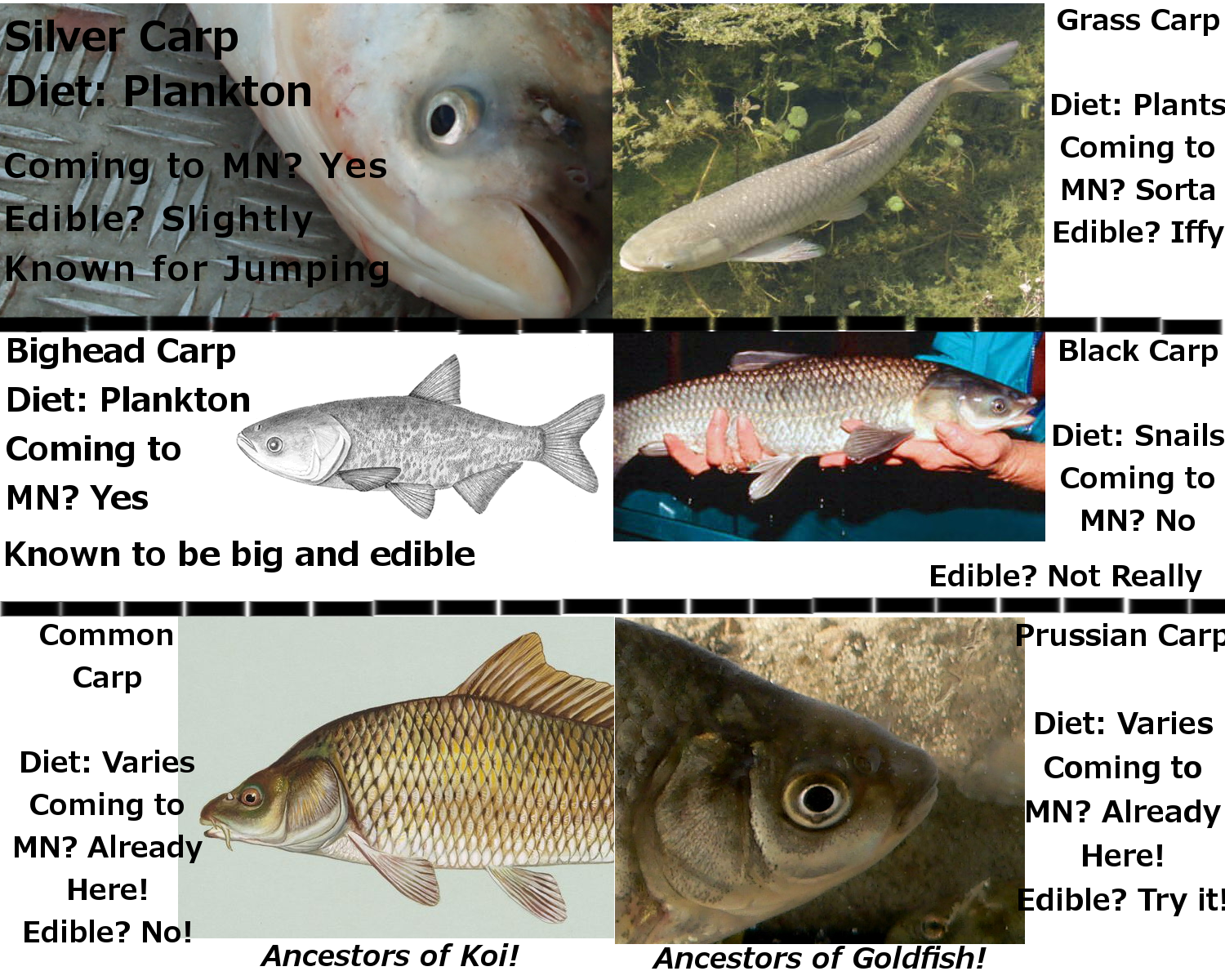 Hydraulics recommend best of information Asian carp