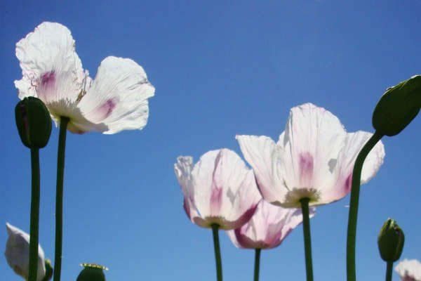 Asian opium poppy