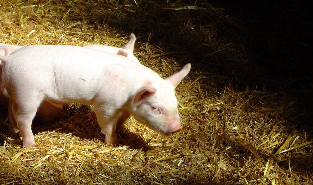 Sabre-Tooth reccomend Asian piglet farmer