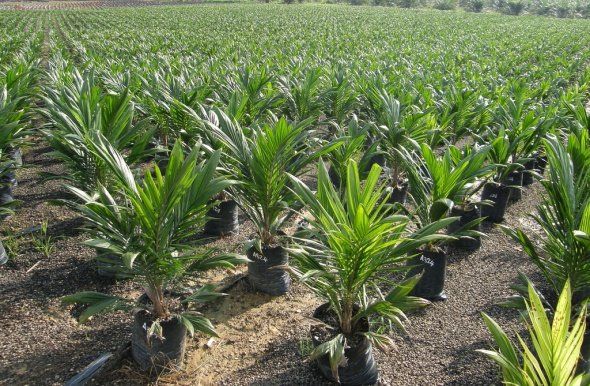 Code M. reccomend Asian plantations palm uk