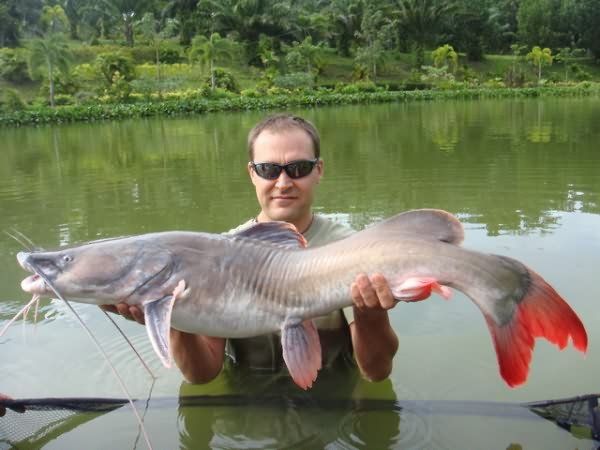 Atomic reccomend Asian red tailed catfish