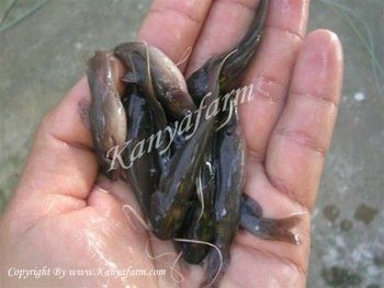 best of Red tailed catfish Asian