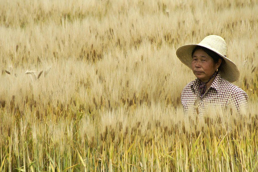 Asian rice farmer