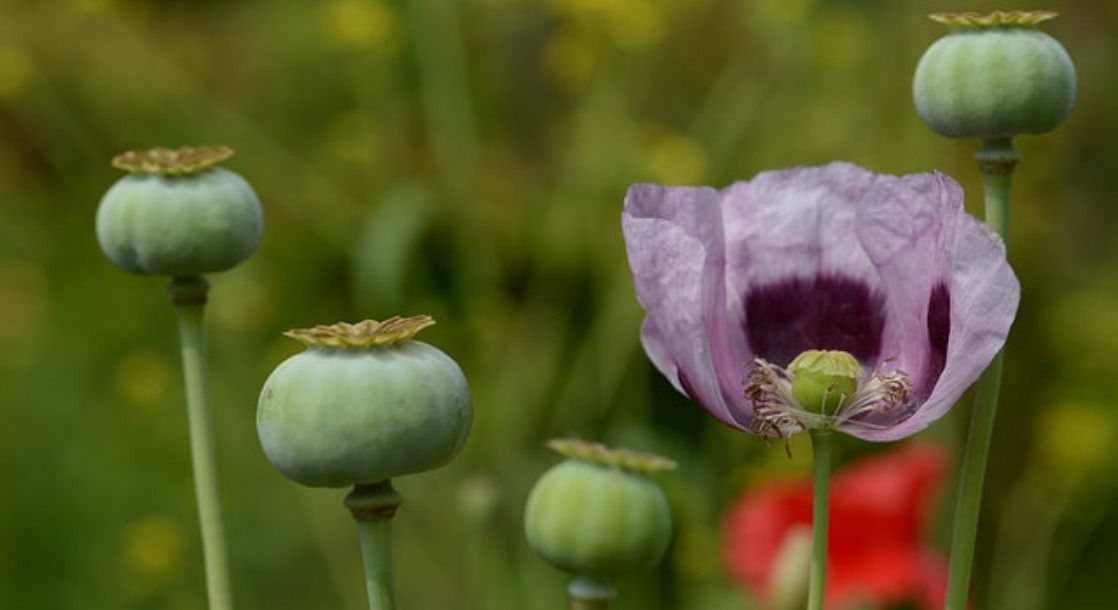 best of Opium poppy Asian