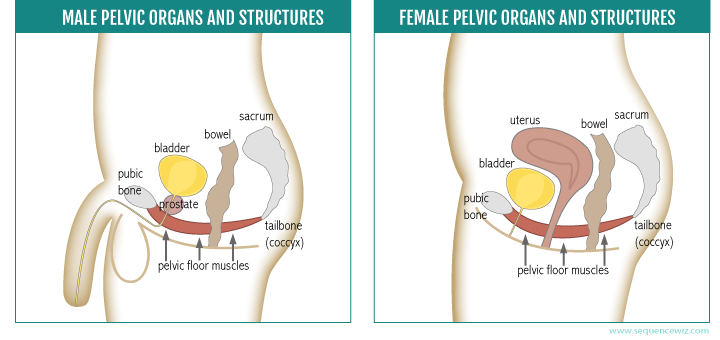 Butch C. reccomend Pelvic muscles stop orgasm