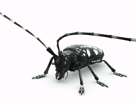best of Longhorned beetle new Asian