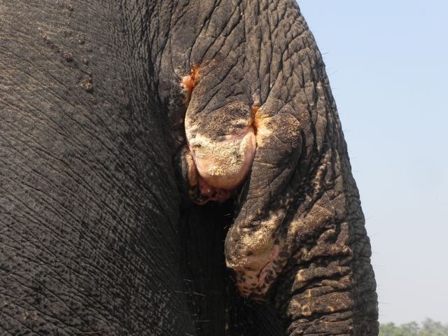 Infection around an elephants anus