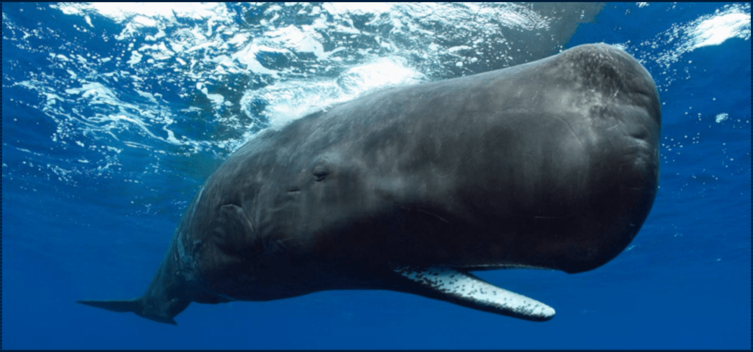 Stopper reccomend Picture of a sperm whale
