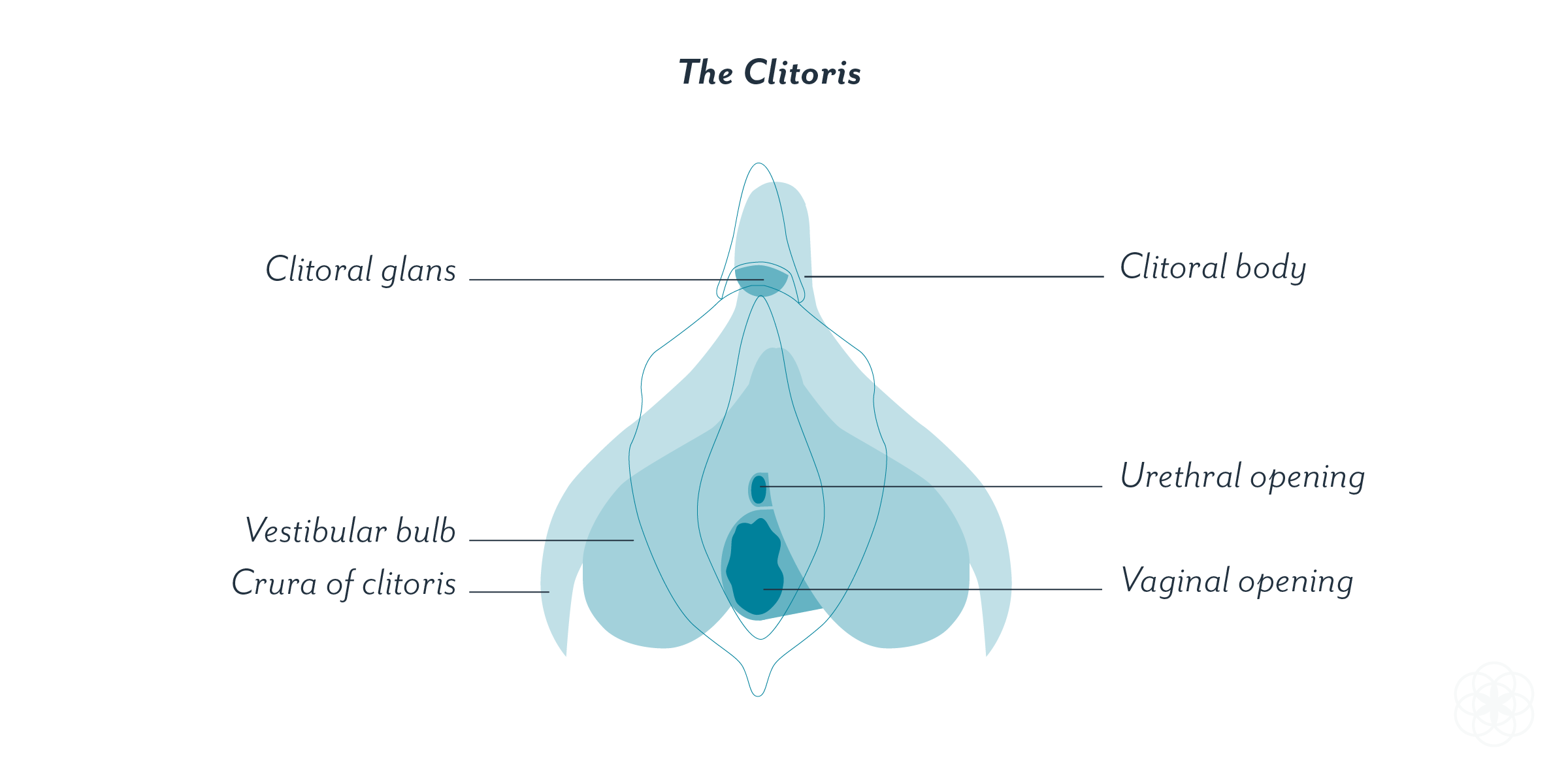 Urethra clitoris diagrams