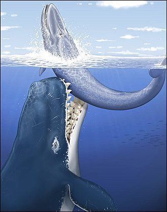 Tansy reccomend The essex sperm whale