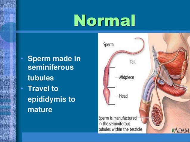 How is sperm made