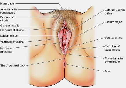 best of Functions Female clitoris structure