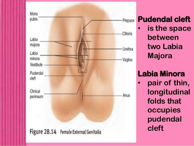 Female clitoris structure functions
