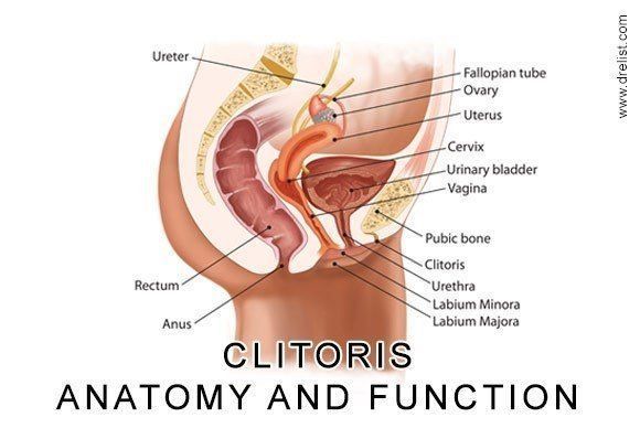 The underside of a clitoris