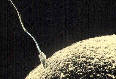 Largest sperm cell