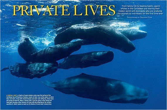 Buzz A. reccomend Social unit of male sperm whales