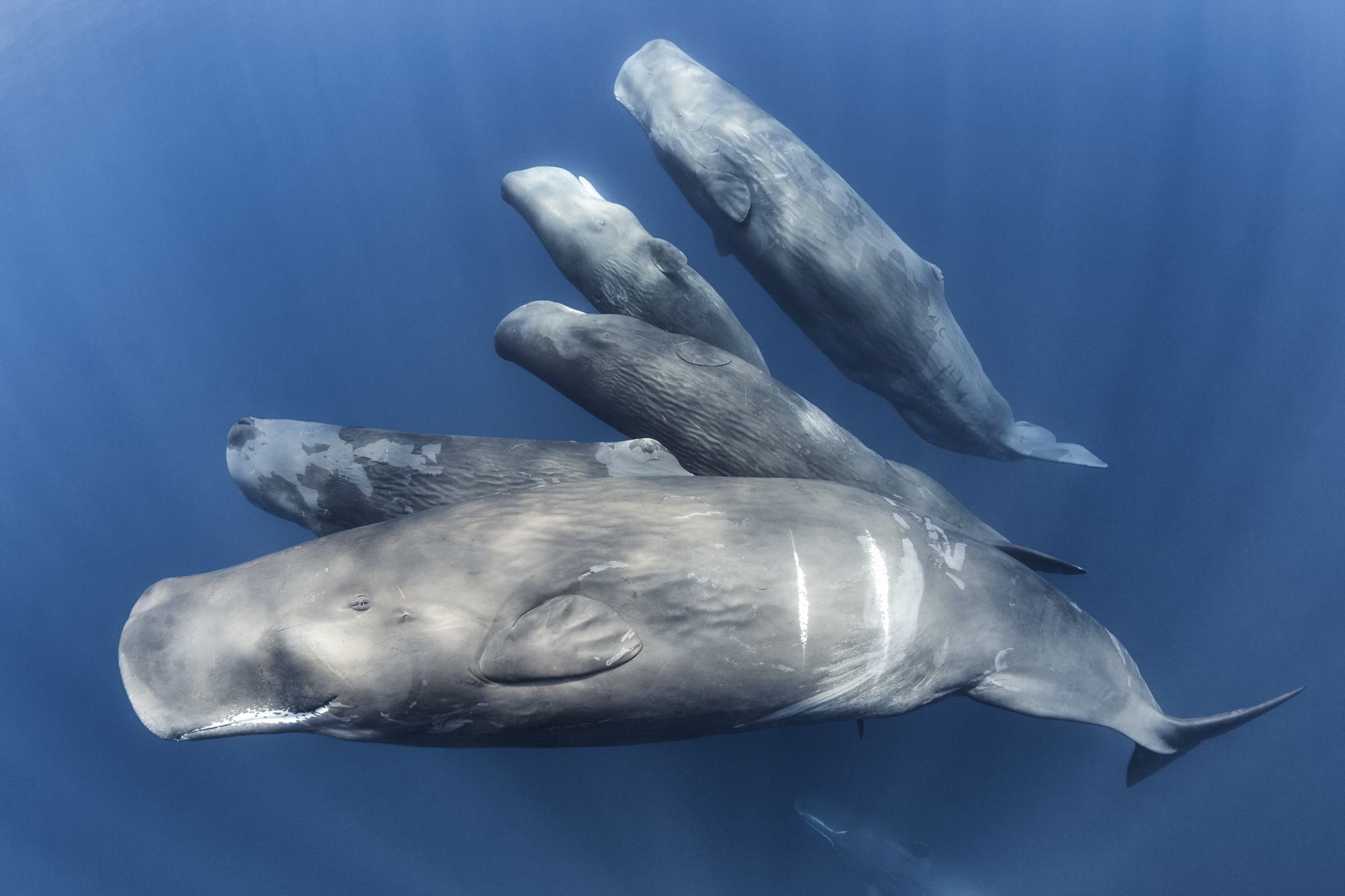 best of Sperm whales male unit of Social