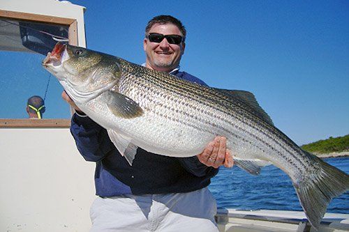 best of Striped bass fish report Florida