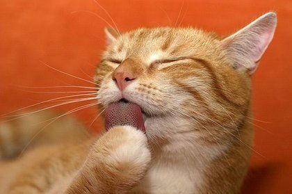 best of Pussy lick Will cats