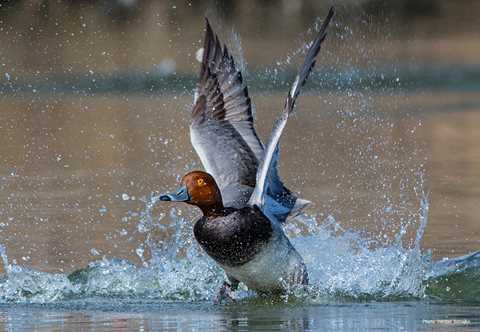 best of Redhead Duck picture
