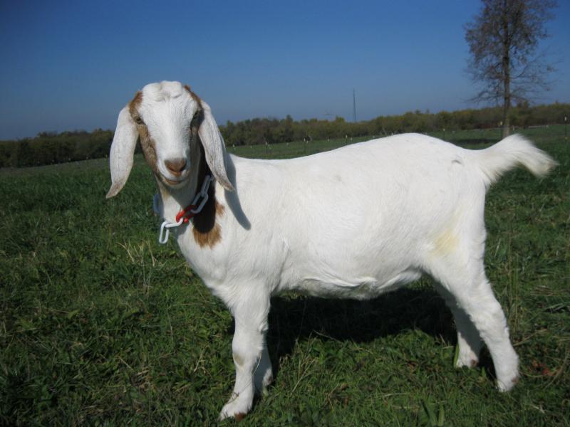 Amp goat land shaved
