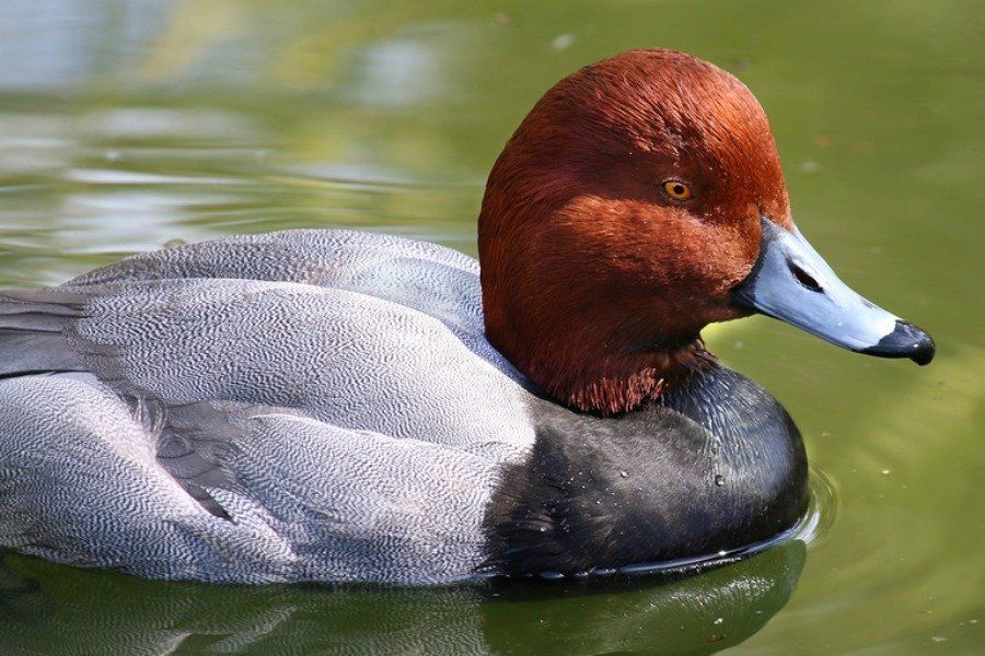 Diesel reccomend Duck picture redhead