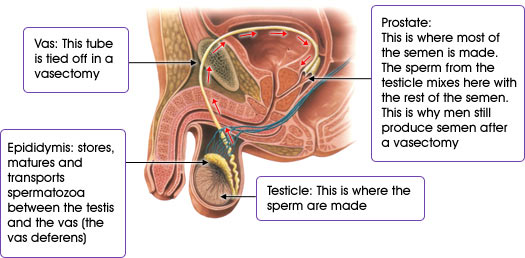 How is sperm made