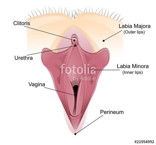 Urethra clitoris diagrams