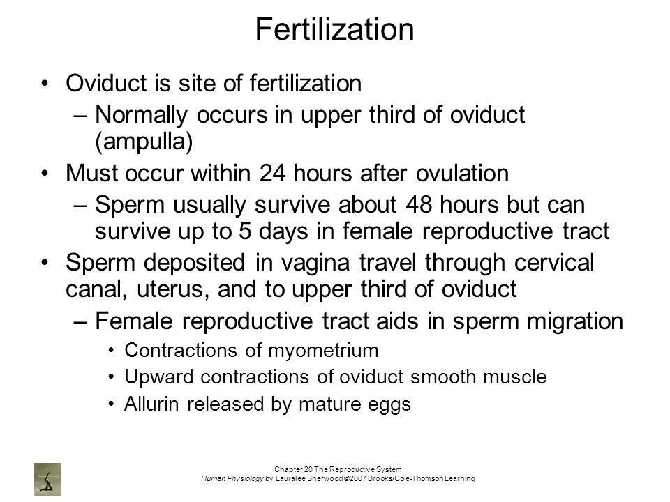 Z reccomend How long can sperm survive in the female reproductive tract