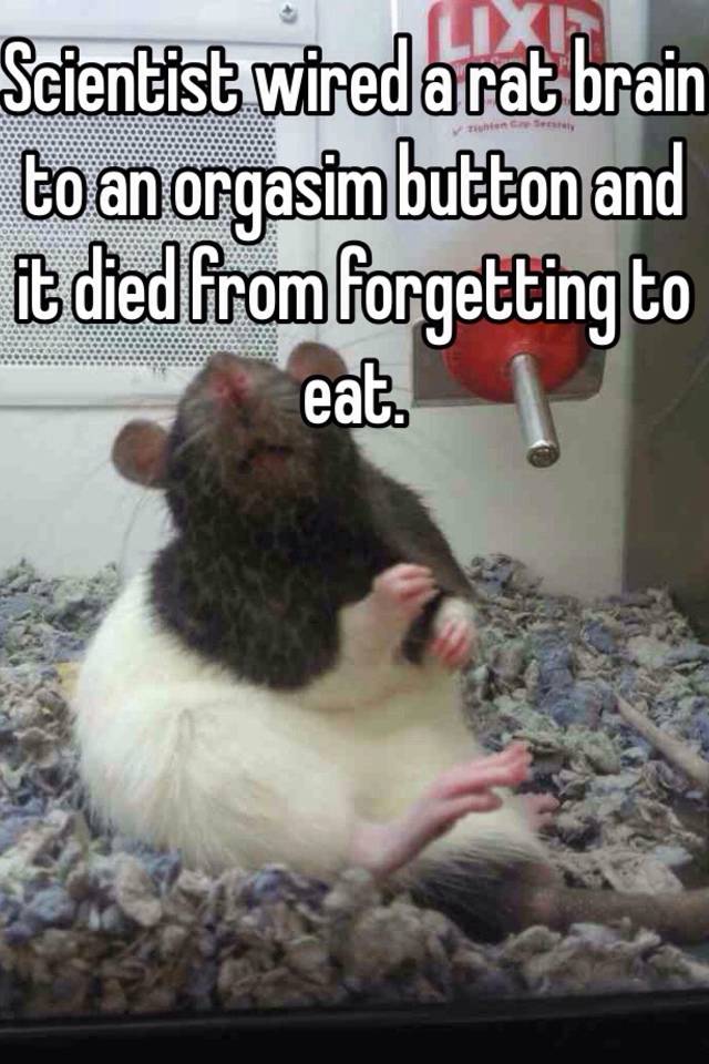 Rat brain orgasm button