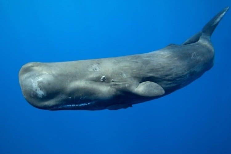 Oldie reccomend Picture of a sperm whale