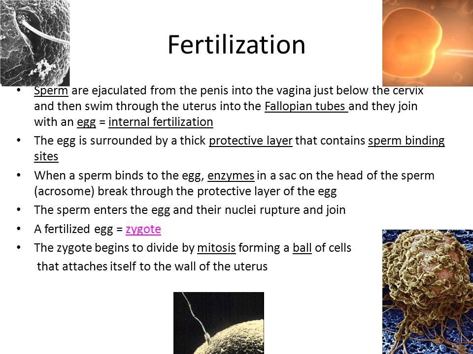 Sperm on edge of vagina