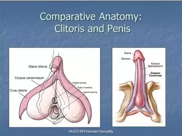 Valentine reccomend The underside of a clitoris