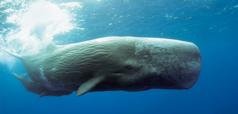 Princess P. reccomend Picture of a sperm whale