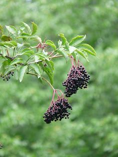 Epiphany reccomend Elderberry mature species