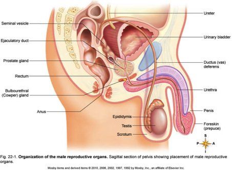 How long can sperm survive in the female reproductive tract