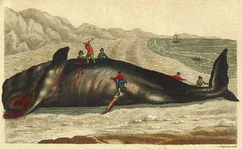 best of 1800s Sperm whale oil