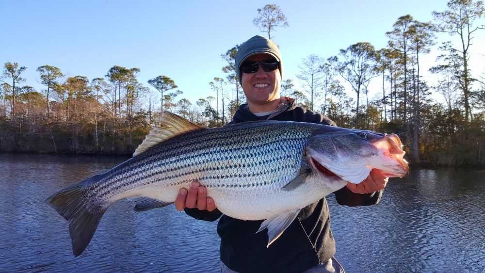Florida fish report striped bass