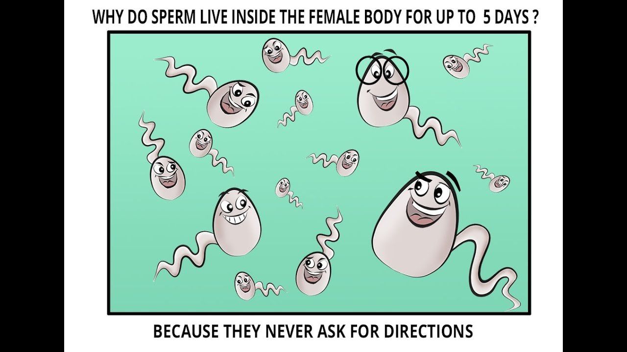 best of Are sperm long alive How