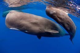 Duchess reccomend Social unit of male sperm whales