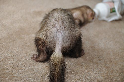 Stats reccomend Female ferret with infected vulva