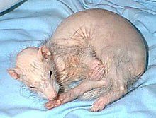 Female ferret with infected vulva