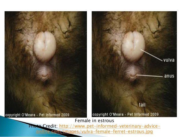 best of Vulva Female infected ferret with