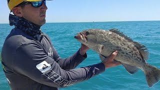 Dumpling reccomend Florida fish report striped bass