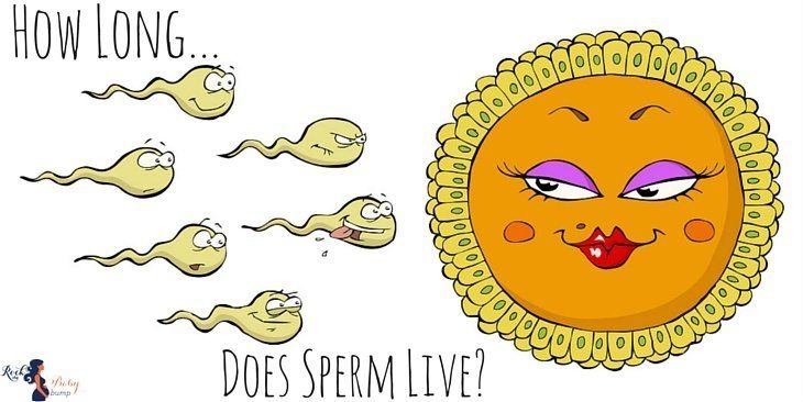 How long are sperm alive
